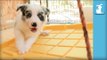 Fluffy Border Collie Puppies Swing On A SWING! - Puppy Love