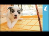 Fluffy Border Collie Puppies Swing On A SWING! - Puppy Love