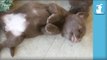 Silly Lab Puppy Snoozes With Mouth Open - Puppy Love