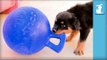 Adorable Rottweiler Puppies Play With Blue Jolly Ball! - Dog Toy