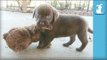 Adorable Chocolate Lab Puppies VS. Teddy Bear - Puppy Love