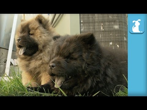 Chow Puppy Farts A Lot – Puppy Love