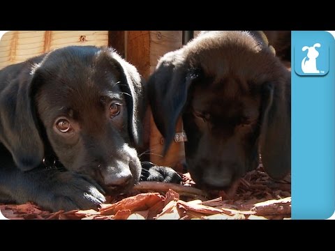 Labrador Puppies Play In Garden – Puppy Love