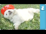 Fluffy Puppies In Sombreros - Puppy Love