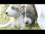 Miniature Bull Terrier Puppies In A Baby Blanket