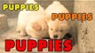 Puppies, Puppies and Puppies! - Episode 5