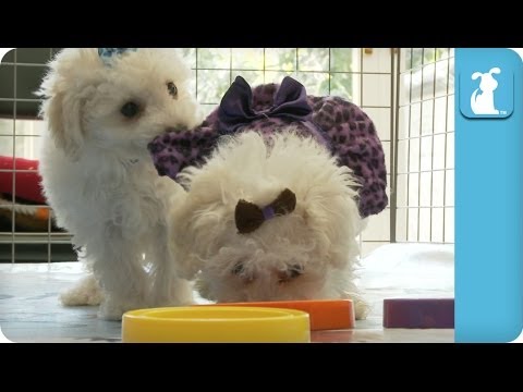 Maltipoo Puppies Stack Circles, Poorly – Puppy Love