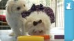 Maltipoo Puppies Stack Circles, Poorly - Puppy Love