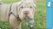 Shar Pei Puppies with Grenades are Dangerously Cute - Puppy Love