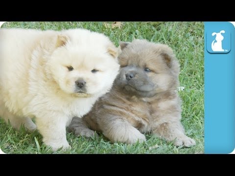 Hungry Chow Puppies Chase Mama – Puppy Love