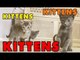 Kittens, Kittens and Kittens! Episode 6