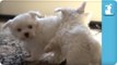 Super Slow Motion Maltese Puppies Playing - Puppy Love