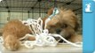 Shih Tzu Puppies Basketball - Nothing But Net! - Puppy Love