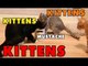 Kittens, Kittens and Kittens - Episode 4