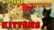 Kittens, Kittens and Kittens - Episode 1