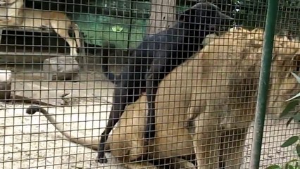 Ce Lion se Fait Dominer dans son enclos par un Chien