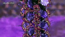DNA Replication Animation - Super EASY