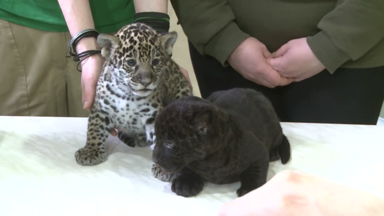 Noch sind sie süß: Leningrad Zoo präsentiert 2 Jaguar-Babys