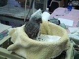 Feeding an eastern screech owl chick