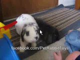 Mini Lop vs Holland Lop Rabbit: Rabbit Types Series