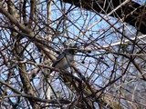 Tufted Titmouse