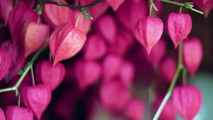 Trenza cascada cruzada para cada día