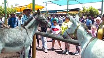 Burro Enamorado - Feria de San Antonio, Garafía, Isla de La Palma, Canarias