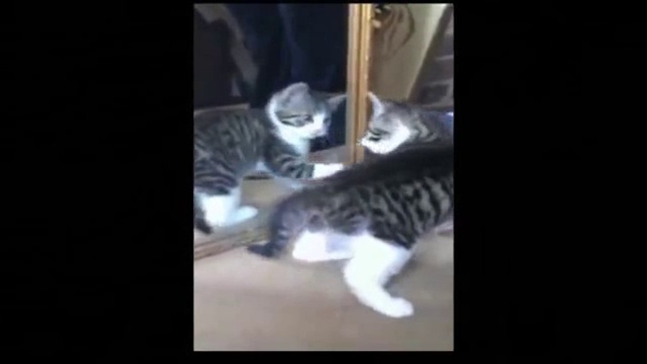Funny Videos- kitten playing with mirror