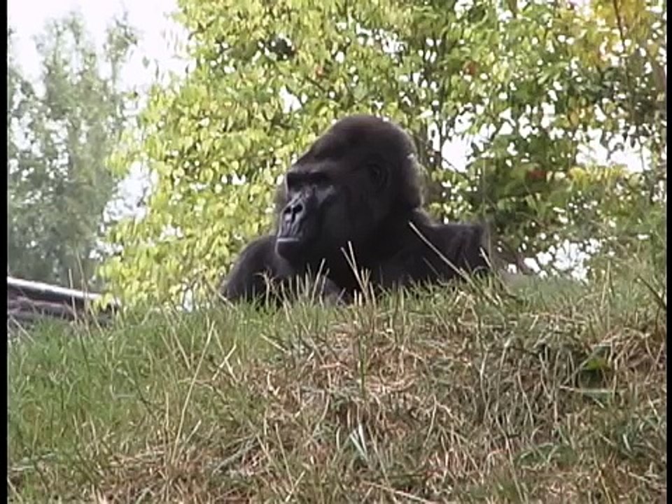 Ivan the gorilla