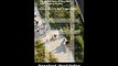 Download High Line The Inside Story of New York Citys Park in the Sky By Joshua