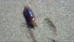 Razor clam buries itself in the sand