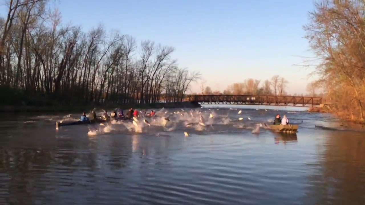 Rowers Attacked By Flying Asian Carp 2015