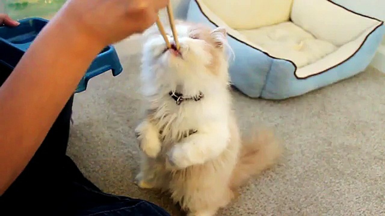 Chop Sticks Cat - Funny Cat Videos