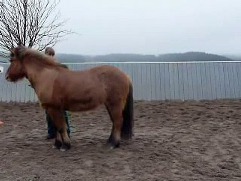 Clickertraining mit Hylling 68