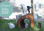 Goats and Piglets Love Life at Australian Farm Sanctuary