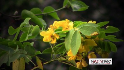 TOP 10 Attack of Animals on People - Ultimate Animal Countdown Attack