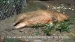 Poor Capybara With a Twig Trapped in Her Cloaca 貧しいカピバラ。小枝は彼女の肛門で立ち往生