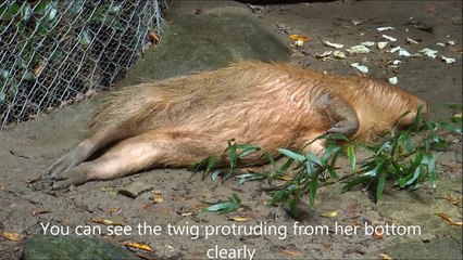 Poor Capybara With a Twig Trapped in Her Cloaca 貧しいカピバラ。小枝は彼女の肛門で立ち往生