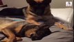 Charlie The German Shepherd Wants His Friend To Wake Up And Play!