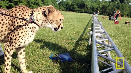 National Geographic Live! - Greg Wilson: Cheetahs on the Run