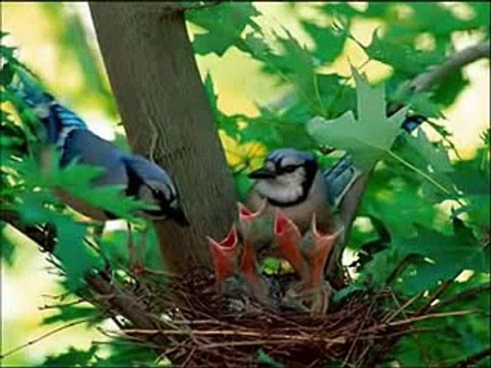 SURAH YASEEN with Urdu Translation Complete by Qari Obaid ur Rehman - Video Dailymotion