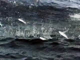 Real Flying Fish