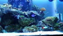 My 57Gal Rimless reef tank
