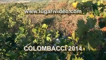 Shack Hunting to Pigeons 14 Lugari Video Trailer Chasse pigeon Caccia Colombacci