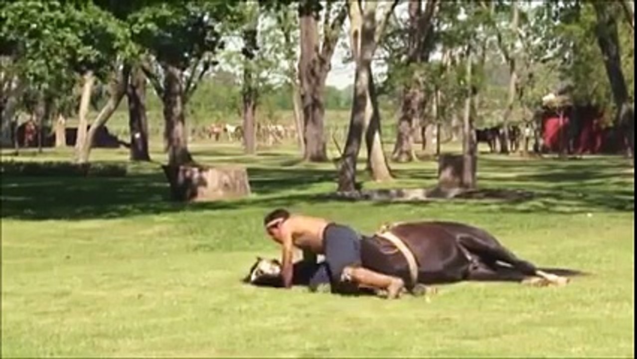 Beautiful and breathtaking demonstration of horses yoga