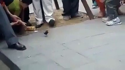 چڑیا کو دیکھ کہ آپکو اپنی آنکھوں پر یقین نہیں آئے گا