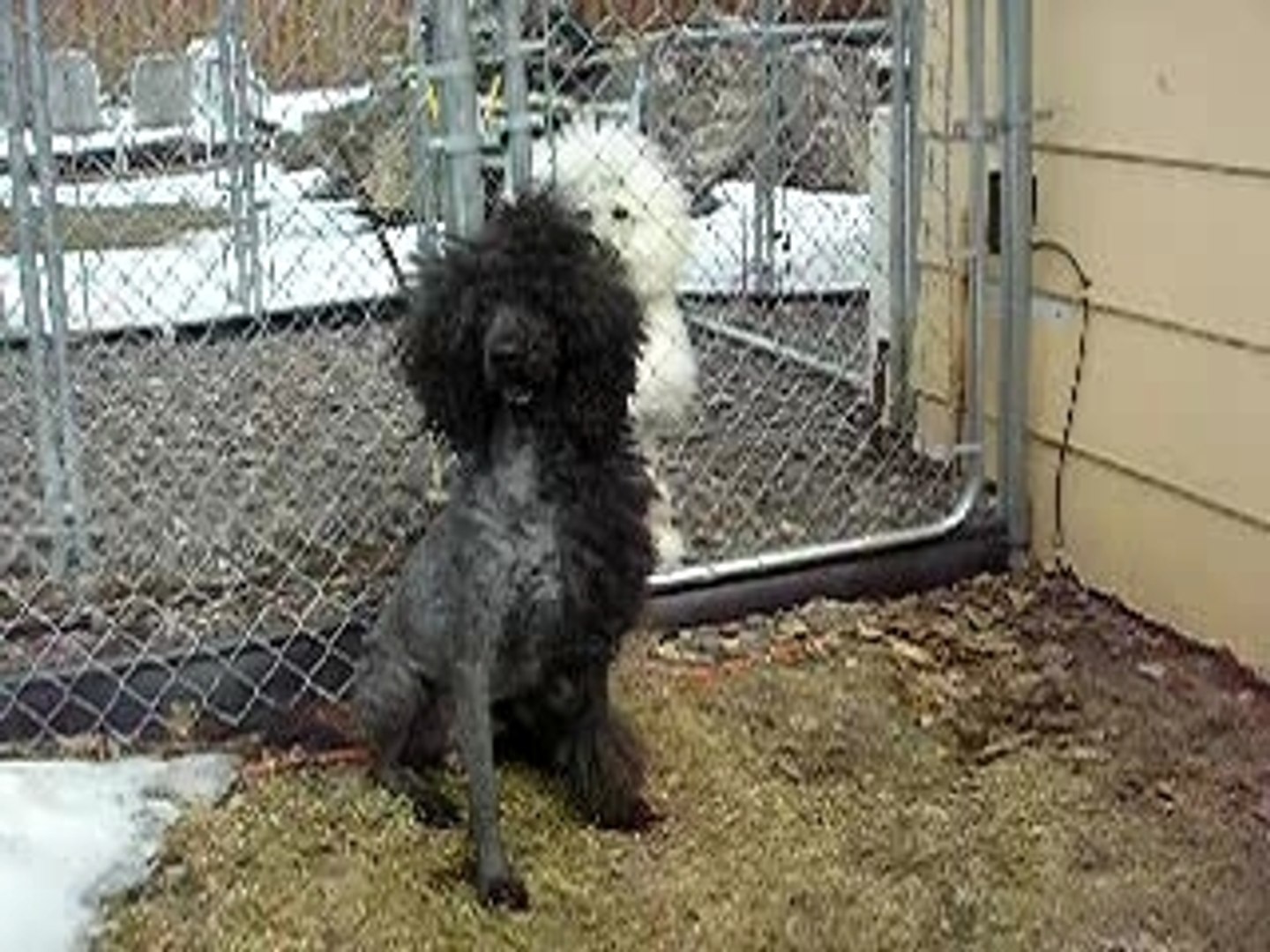 Funny pets. Pets are fun