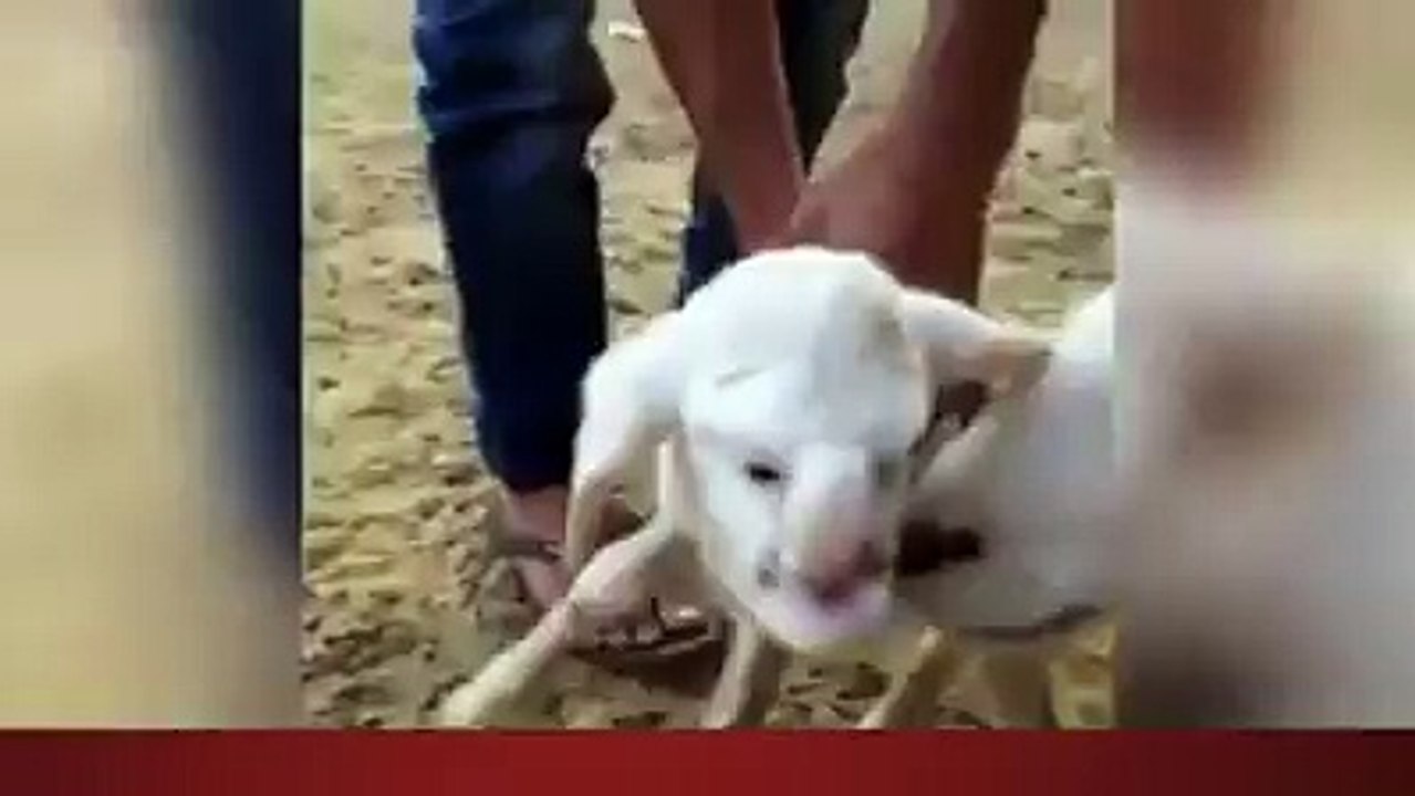 Allah Ka Azab Dakhan Or Allah Sa Panah Manganانسانی شکل کے میمنے کی پیدائش