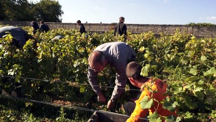 Vendanges Festival 2014
