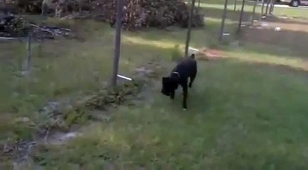 chien cloture